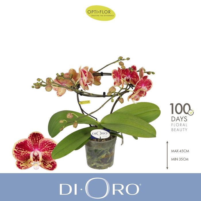 <h4>Dioro Magnifique 2 spike</h4>