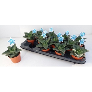 Gasteraloe Tiki Zilla