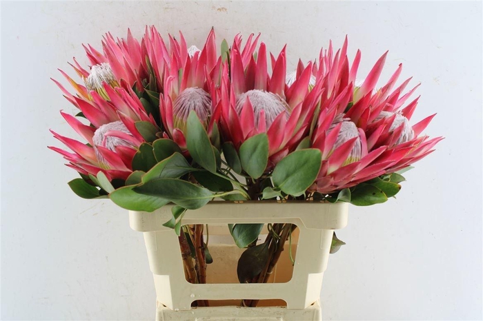 <h4>PROTEA CY MADIBA</h4>