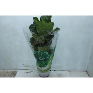 FICUS LYRATA P17