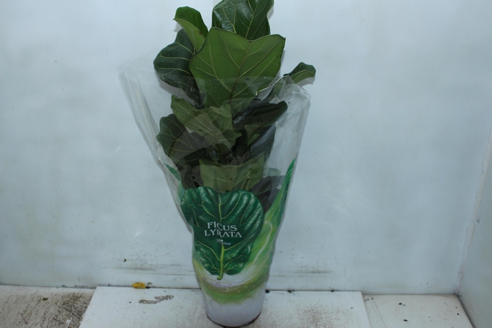 <h4>FICUS LYRATA P17</h4>