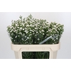 Aster White Gypsy