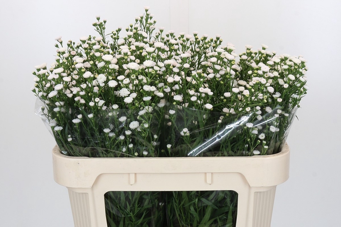 <h4>Aster White Gypsy</h4>
