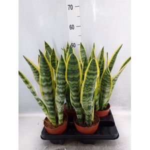 Sansevieria trifa. 'Laurentii'