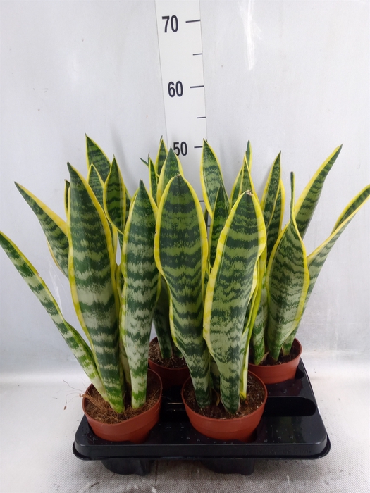 <h4>Sansevieria trifa. 'Laurentii'</h4>