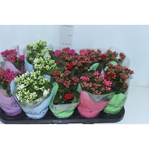 KALANCHOE DOBRADO P11
