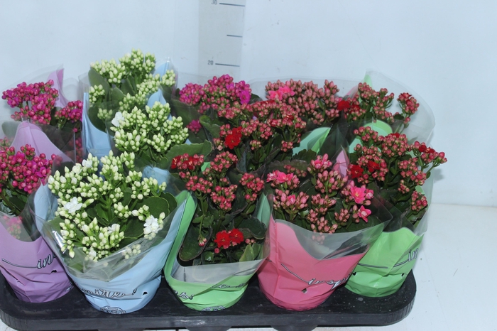 <h4>KALANCHOE DOBRADO P11</h4>