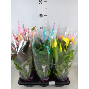 Spathiphyllum  'Bellini'