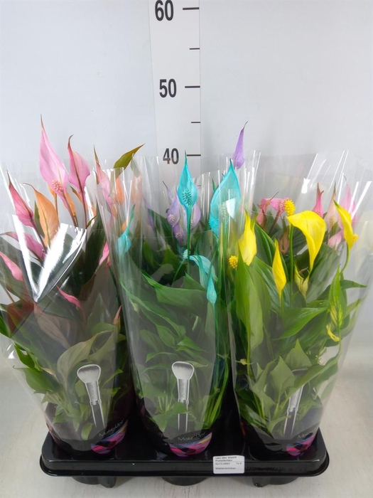 <h4>Spathiphyllum  'Bellini'</h4>