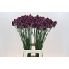 Allium Sphaerocephalon