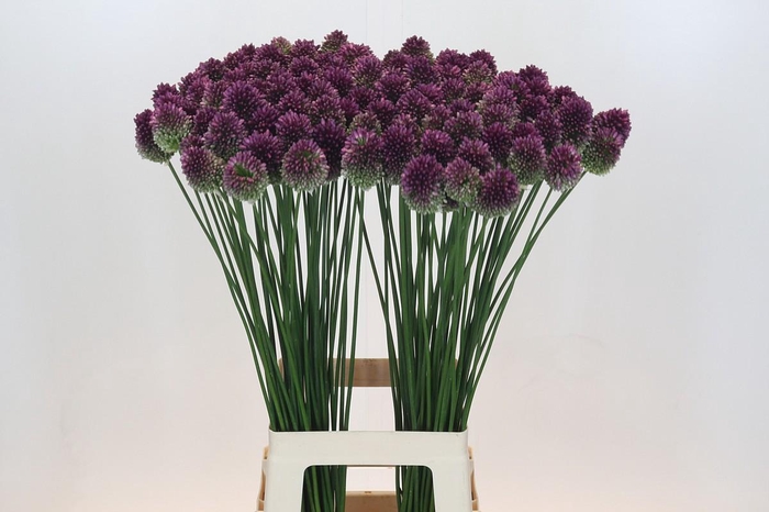 <h4>Allium Sphaerocephalon</h4>