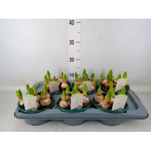 Hyacinthus orie. 'Pearl White'