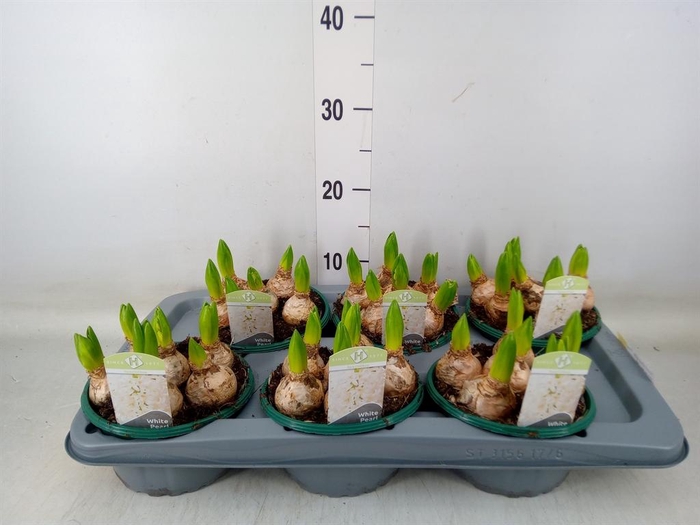 <h4>Hyacinthus orie. 'Pearl White'</h4>