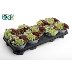 Sempervivum Mix