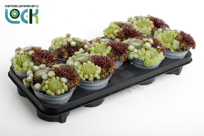 <h4>Sempervivum Mix</h4>