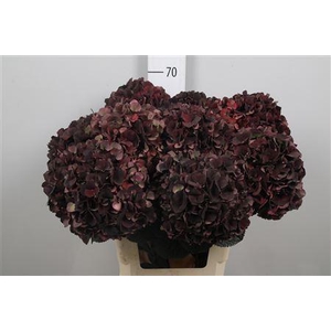 Hydr Cl Mag D Ruby Black