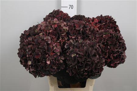 <h4>Hydr Cl Mag D Ruby Black</h4>