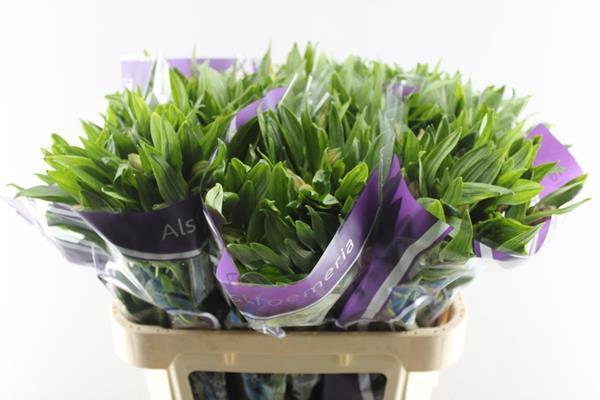 <h4>Alstr Pink Floyd</h4>