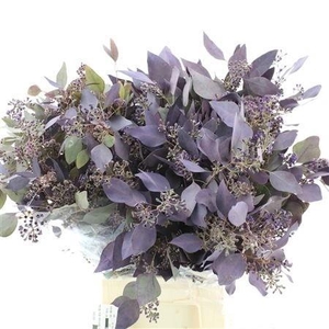 DECORGROEN KLB BS H%