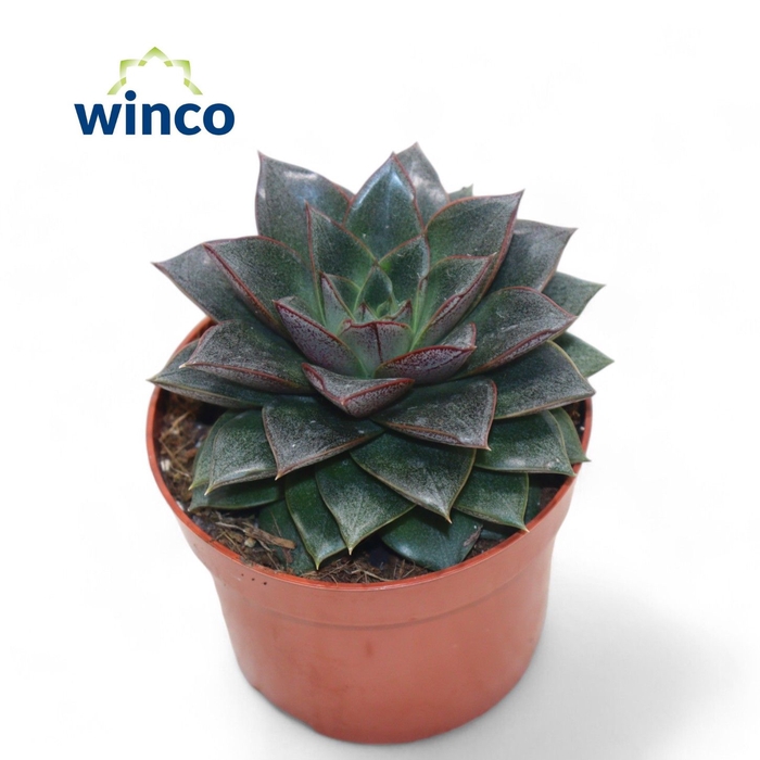 <h4>Echeveria Purpurea</h4>