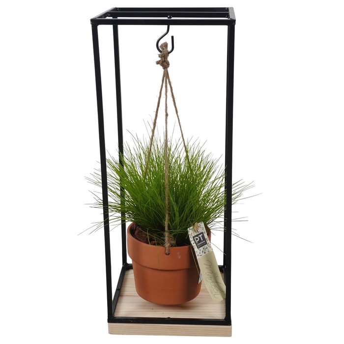 <h4>Arr.   Tuinplanten L%</h4>