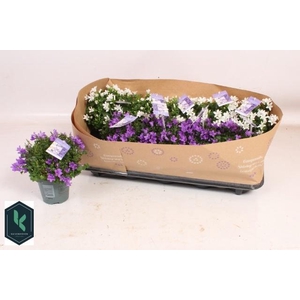 CAMP PORTENSCHLAGIAN