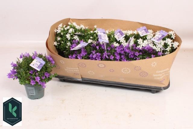 <h4>CAMP PORTENSCHLAGIAN</h4>