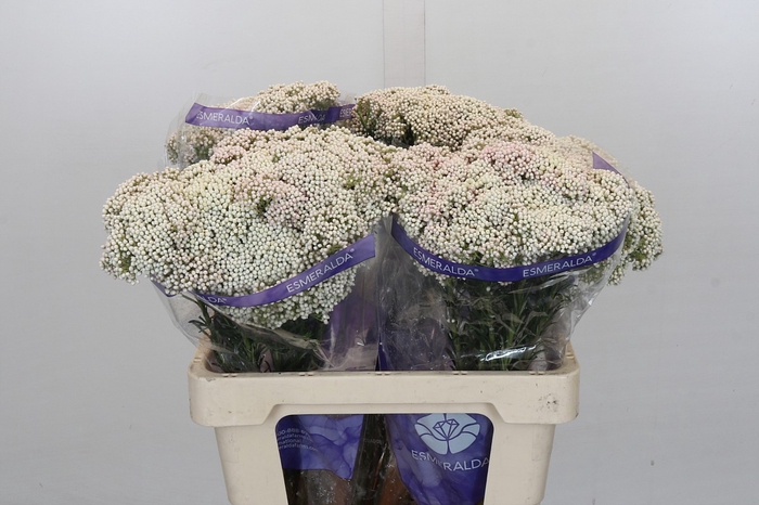 <h4>Ozothamnus Cooks White</h4>