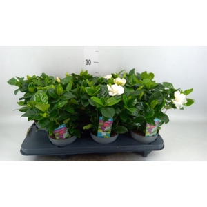 GARDENIA JASMINOIDES KNOP EN BLOEM