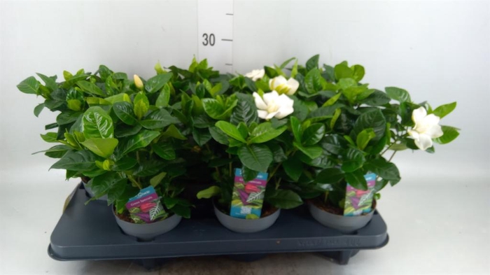 <h4>GARDENIA JASMINOIDES KNOP EN BLOEM</h4>