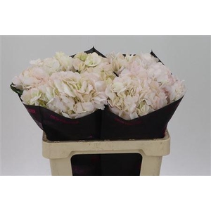 Hydr Light Pink Tinted