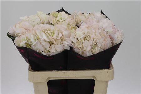 <h4>Hydr Light Pink Tinted</h4>