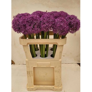 ALLIUM GLOBEMASTER