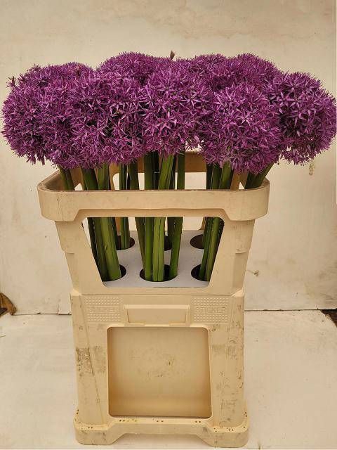 <h4>ALLIUM GLOBEMASTER</h4>