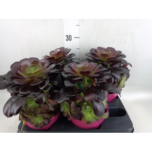 Aeonium arboreum 'Velours'