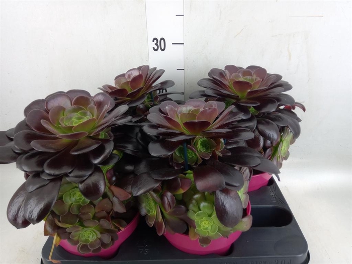 <h4>Aeonium arboreum 'Velours'</h4>