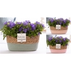 Campanula 'Napoli' Pure Field Basket
