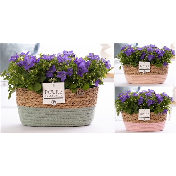 Campanula 'Napoli' Pure Field Basket