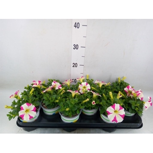 Petunia  'Amore Mio'