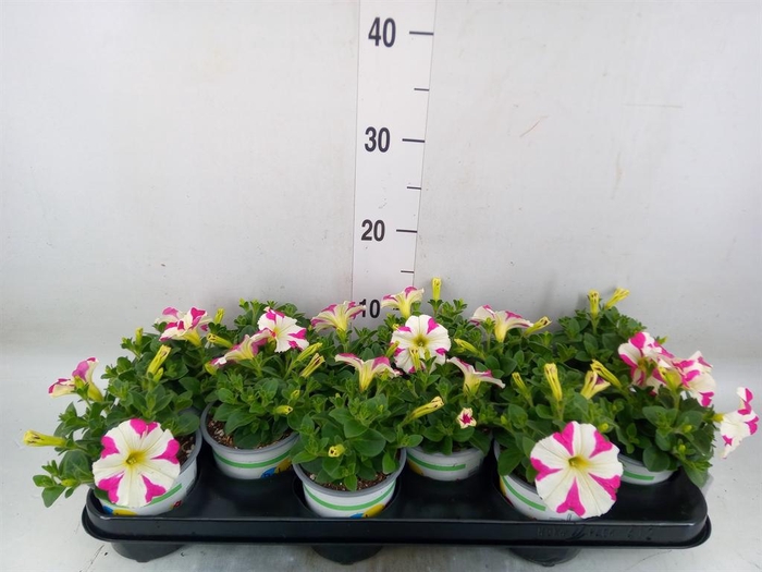 <h4>Petunia 'Amore Mio'</h4>