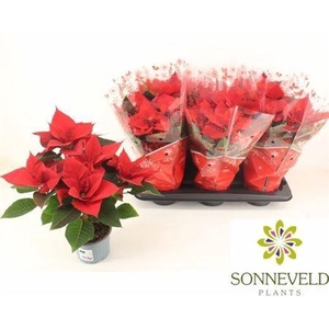 ** Euphor P Chr Univers 5-6 Bloemen+ * Winterpromo