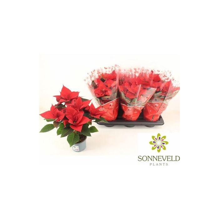 <h4>** Euphor P Chr Univers 6 Bloemen+ * Winterpromo</h4>