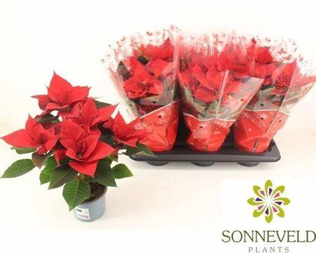 ** Euphor P Chr Univers 5-6 Bloemen+ * Winterpromo