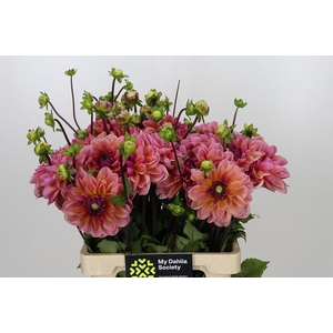 Dahlia Dalmuti Jester