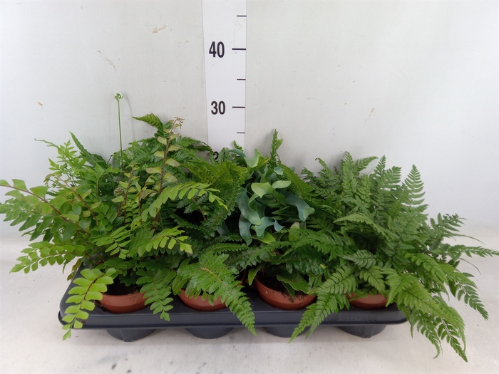 <h4>Ferns   ...mix</h4>