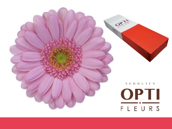 <h4>Germini Kimsey Doos</h4>