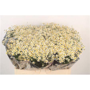 Tanacetum Single Vegmo