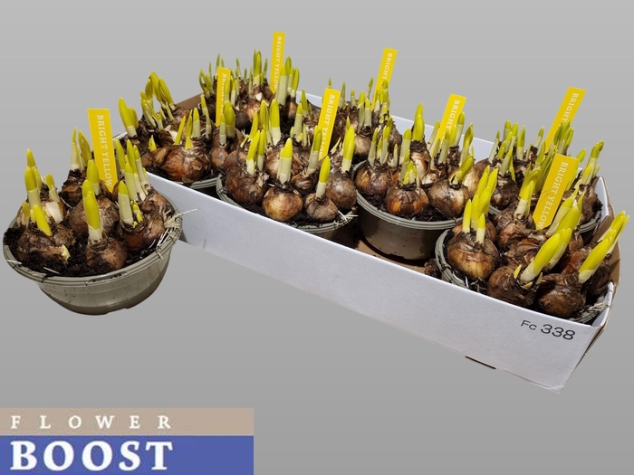 <h4>NARC O TETE A TETE</h4>