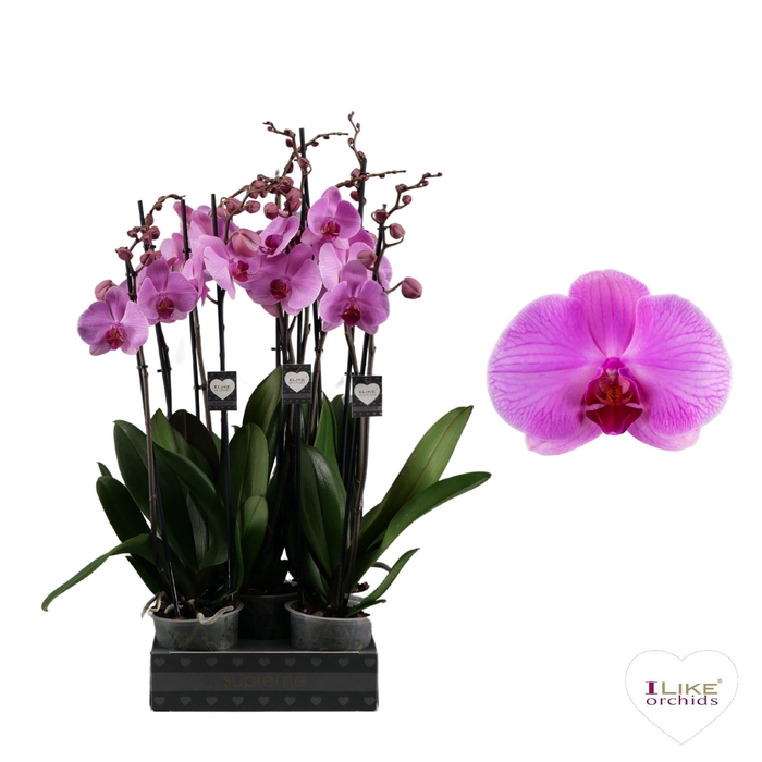 <h4>Phalaenopsis Orlando - 2 tak 60cm</h4>