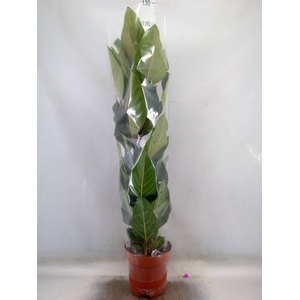 Ficus benghalensis 'Joy'